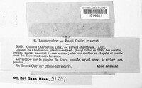 Oidium chartarum image